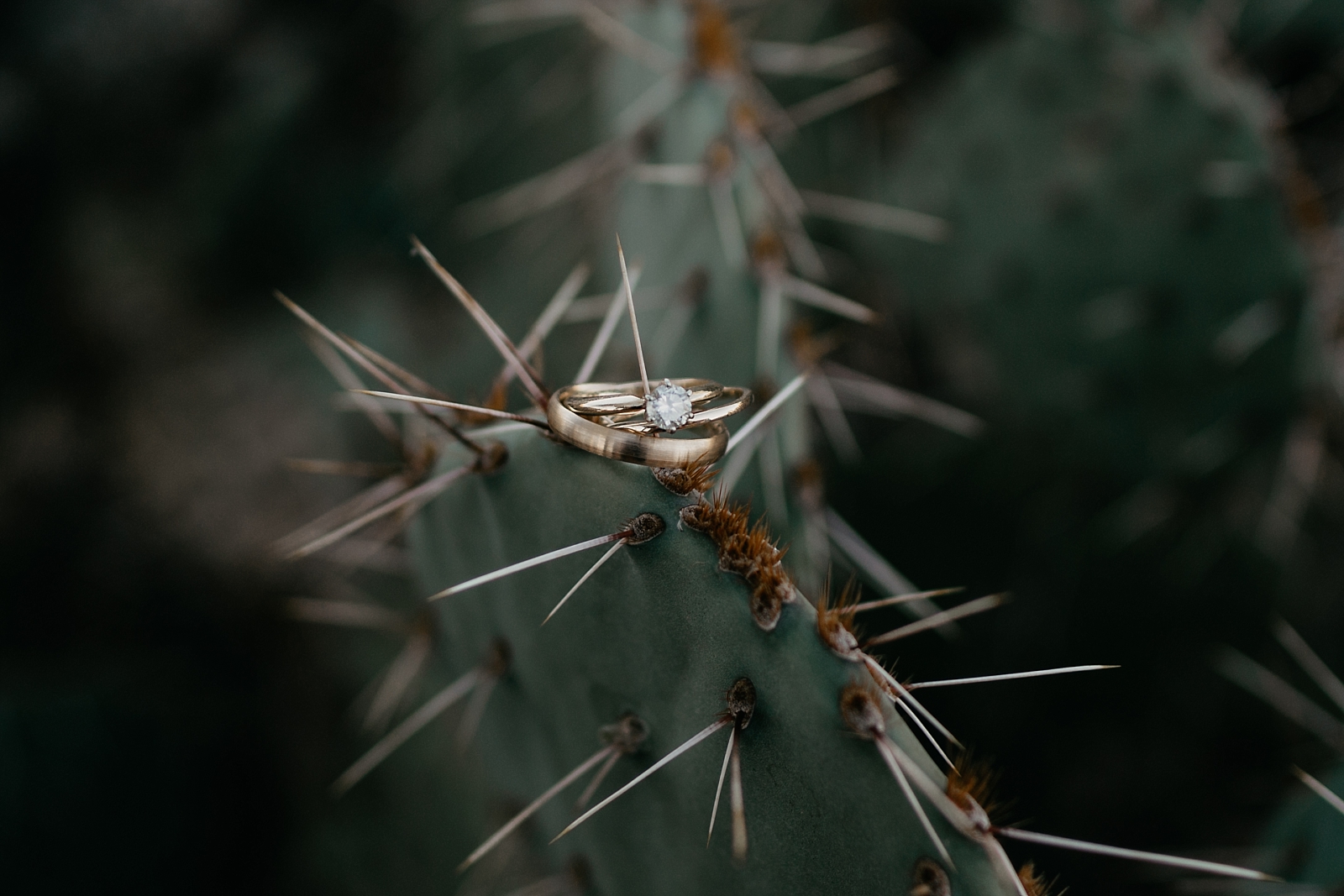 engagement ring on a cactus desert backyard wedding photos new river arizona az samantha patri photography