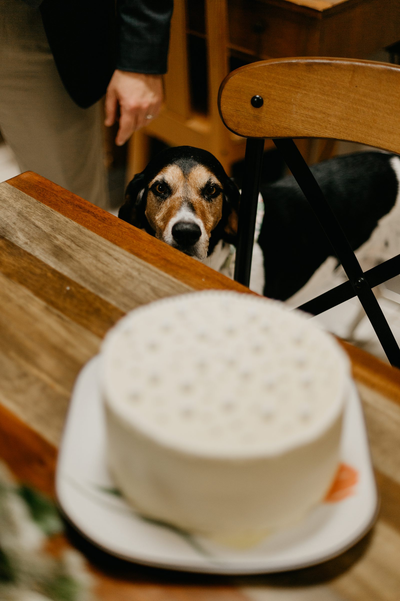 dog looking at wedding cake on a table